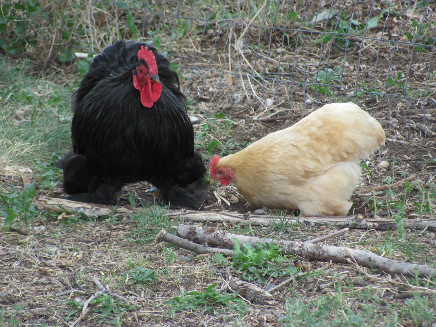 Bantam-Cochin