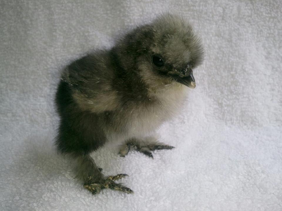 Blue Splash Silkie.jpg