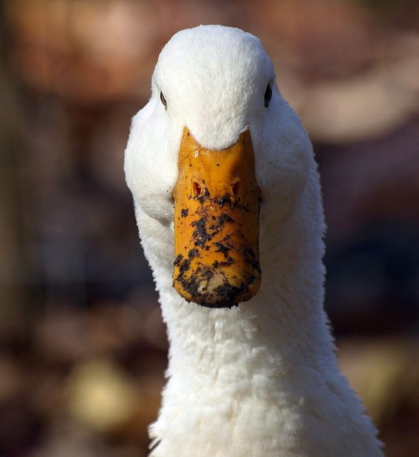 peepchickenreferee.jpeg