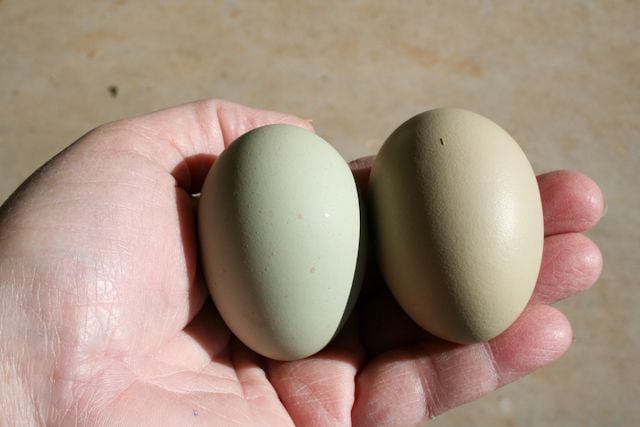 eggcolor.jpg