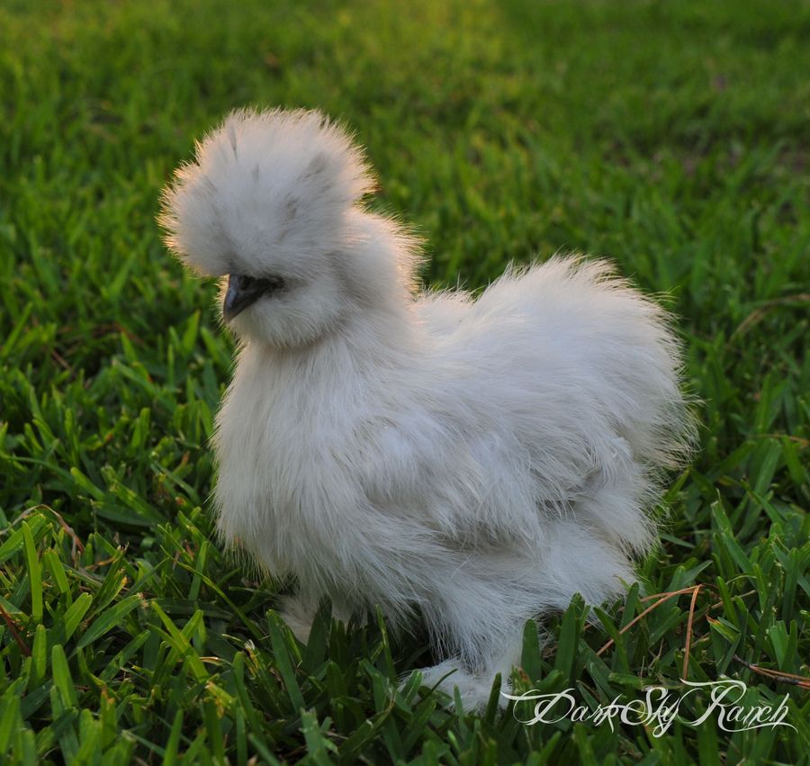 Buff Silkie Chicks