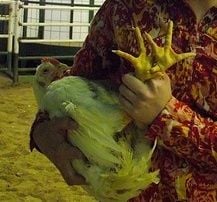 Trimming Your Chicken's Nails, Beaks & Spurs - Tutorial