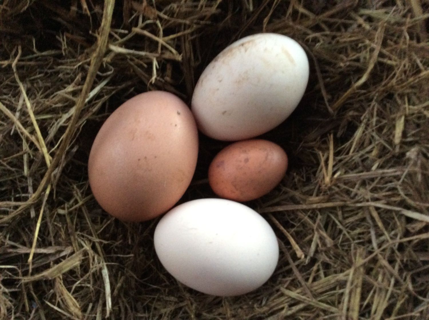 Poult's Flock Of Never Ending Coexistence