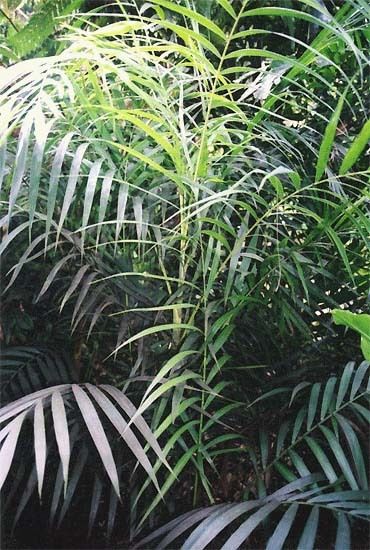 Jelly Bean Palm