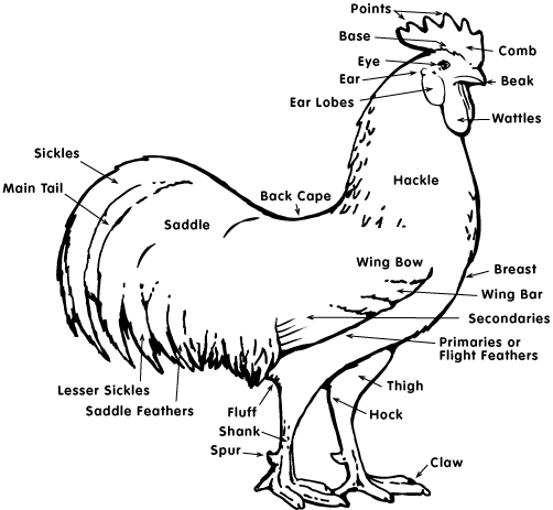 Chicken_anatomy.gif