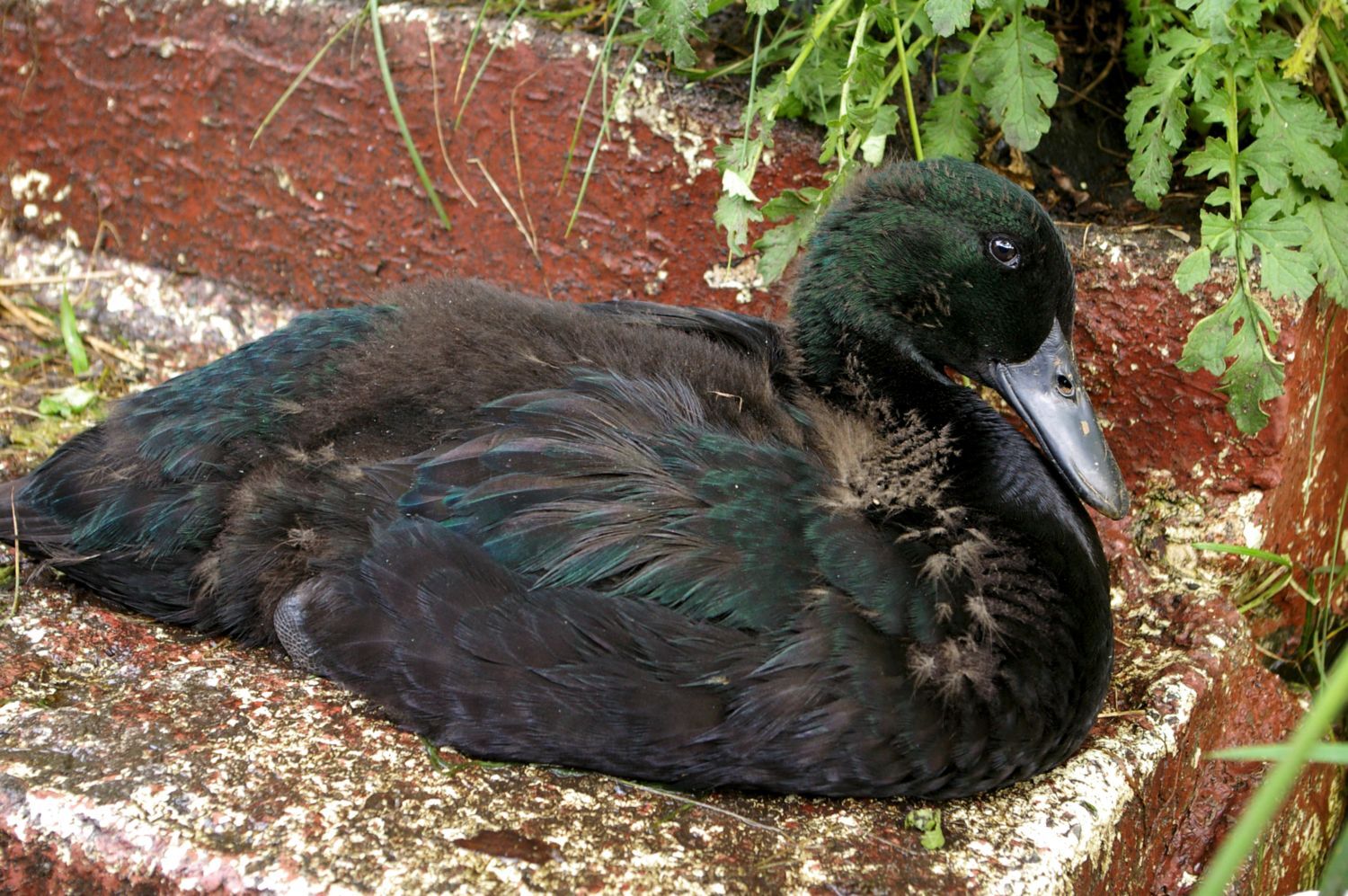 6 weeks old, we call her 'greenie' for now because she is the most green