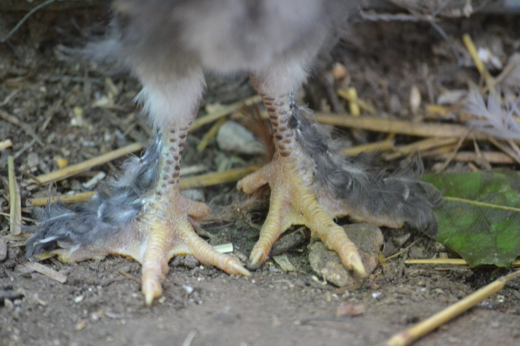 French Cuckoo Marans