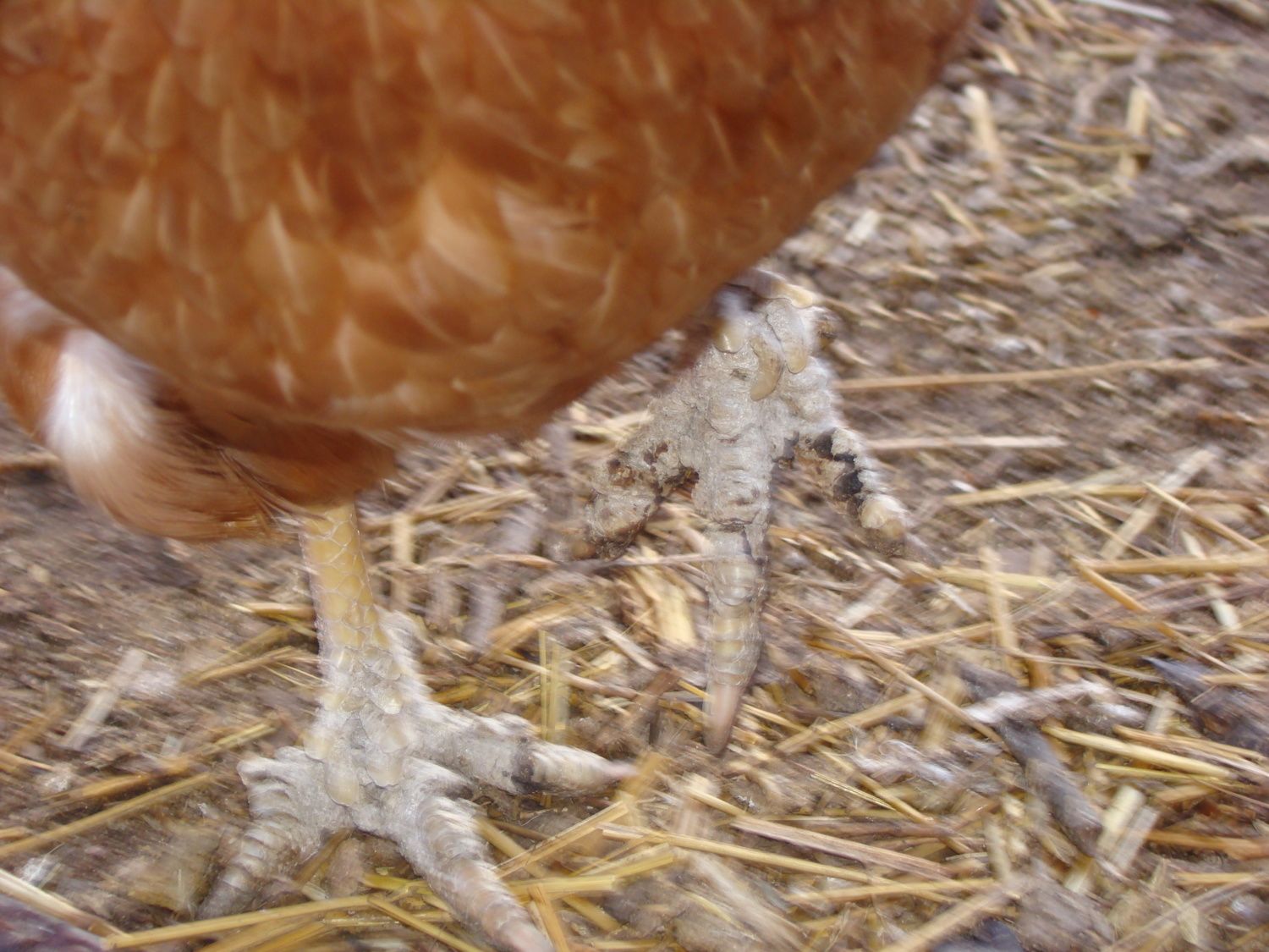 Chicken With Mites