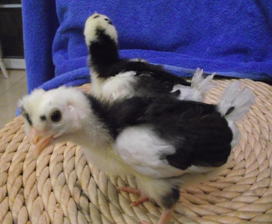 Baby Chicks 3.jpg
