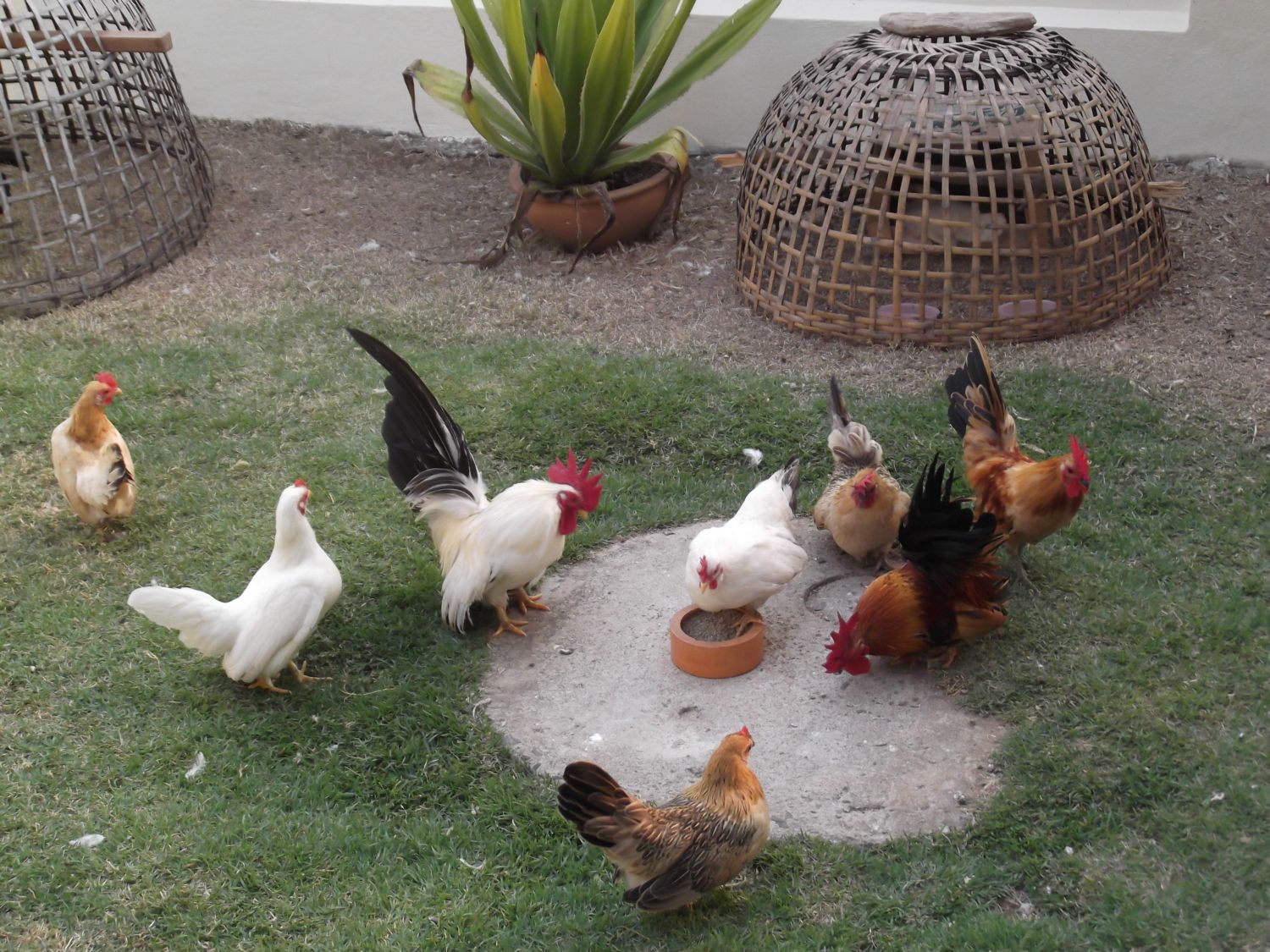 chickens 021.JPG