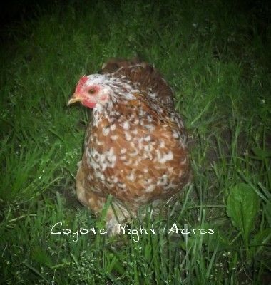 Mille Fleur hen 1.jpg