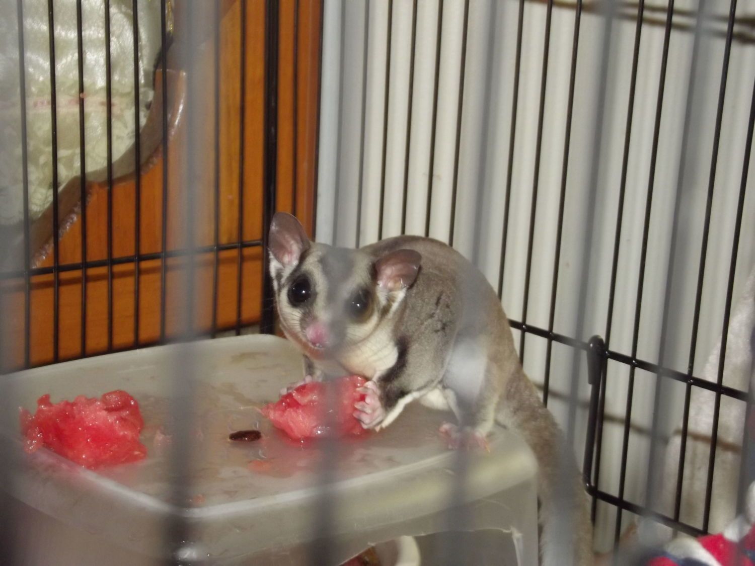 my gliders2.JPG