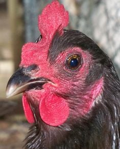 Australorp