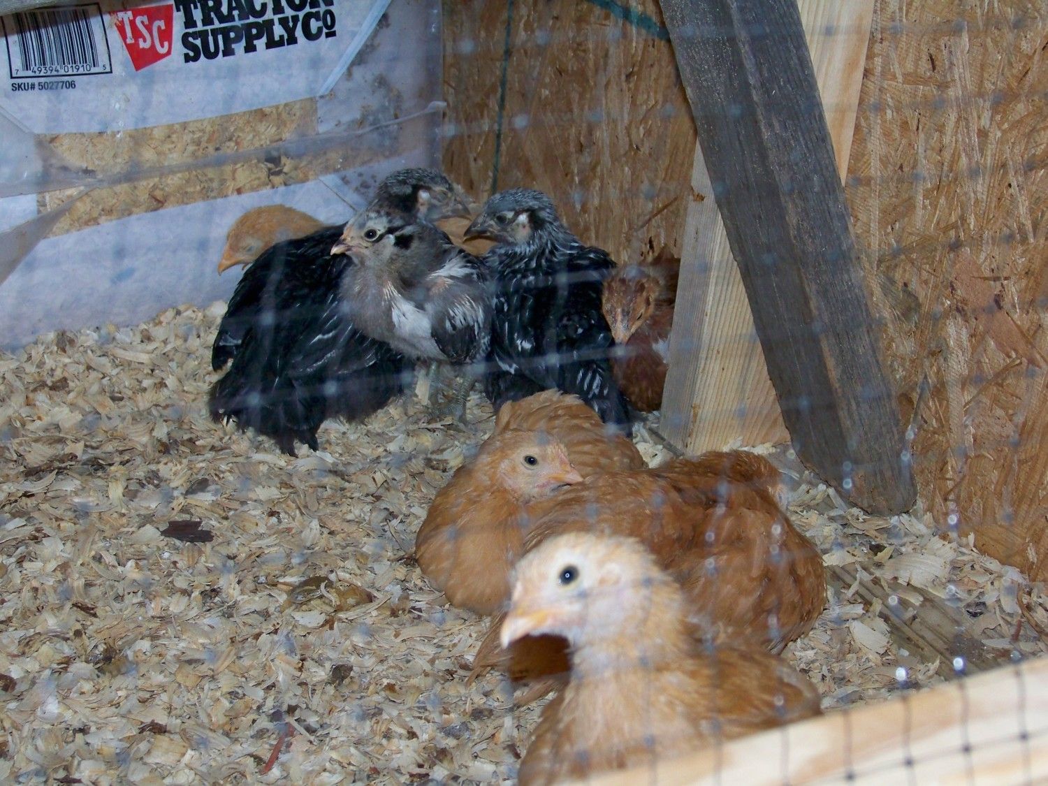 Brooder Flock.JPG