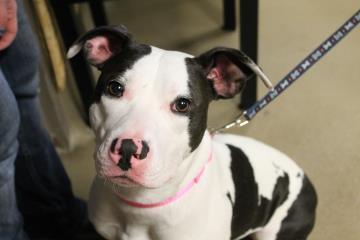 Bully breeds - share your dogs!
