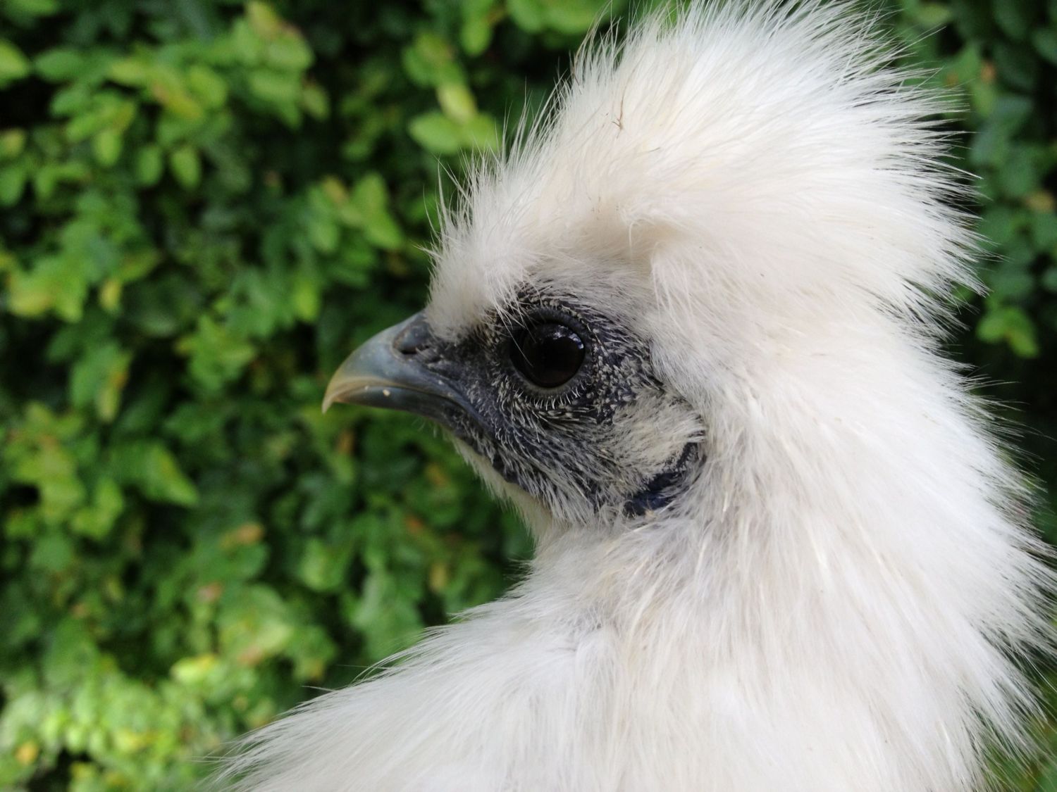 Homemade chick feeder