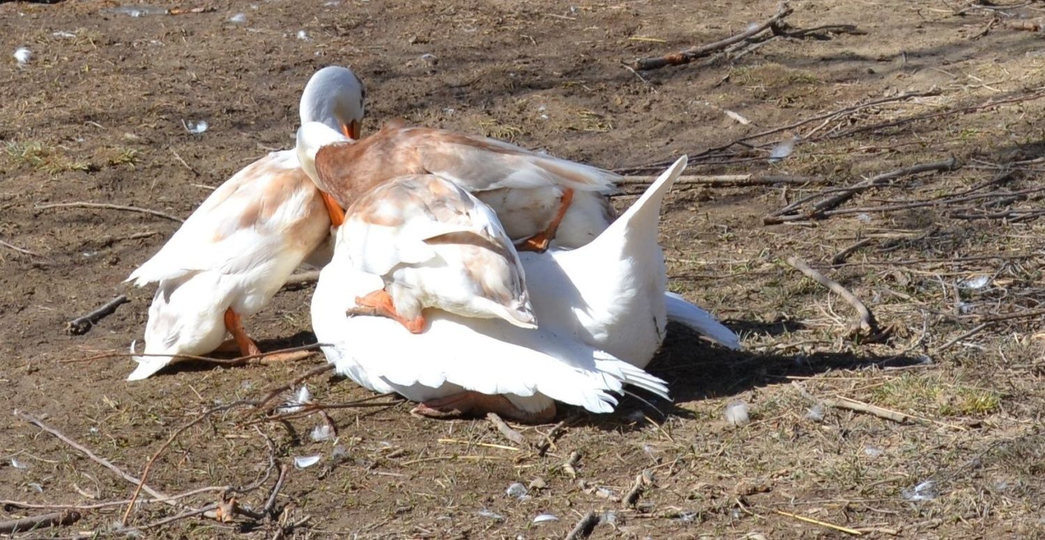 Buff Duck