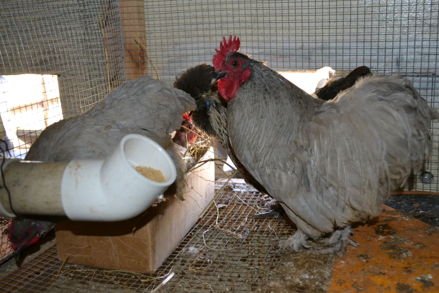 Lavender Bantams