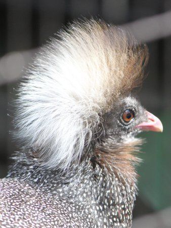Annam Crested Argus fine head and neck study .jpg