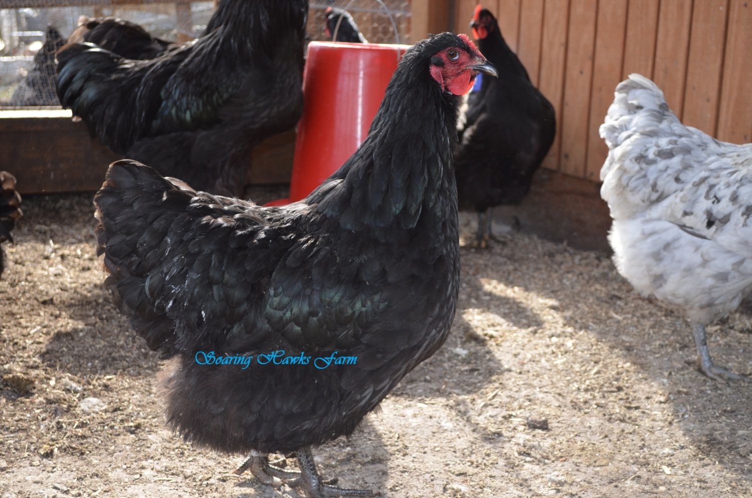 breeder updates 2-14-2012 006.JPG