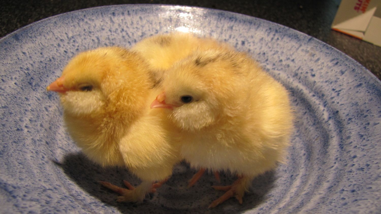 these are my murray mcmurray chicks they are cute & really fluffy.... one is ... these are my murray mcmurray chicks they are cute & really fluffy.... one is ...