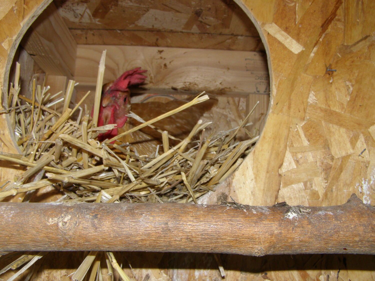 post your chicken coop pictures here! - Page 39