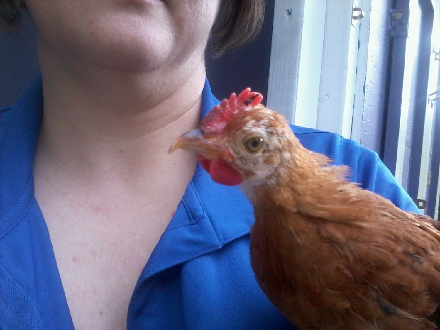 madwomn's photos in How do you deal with chickens that are obsessed with you?