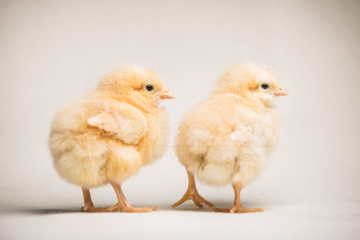 Fun first flock with lots of chick portraits