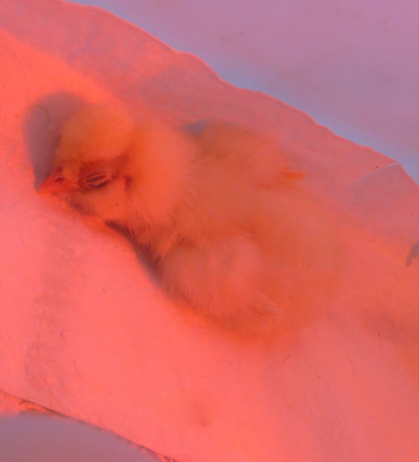 Baby chicks at the A.C.F. Rescue!
