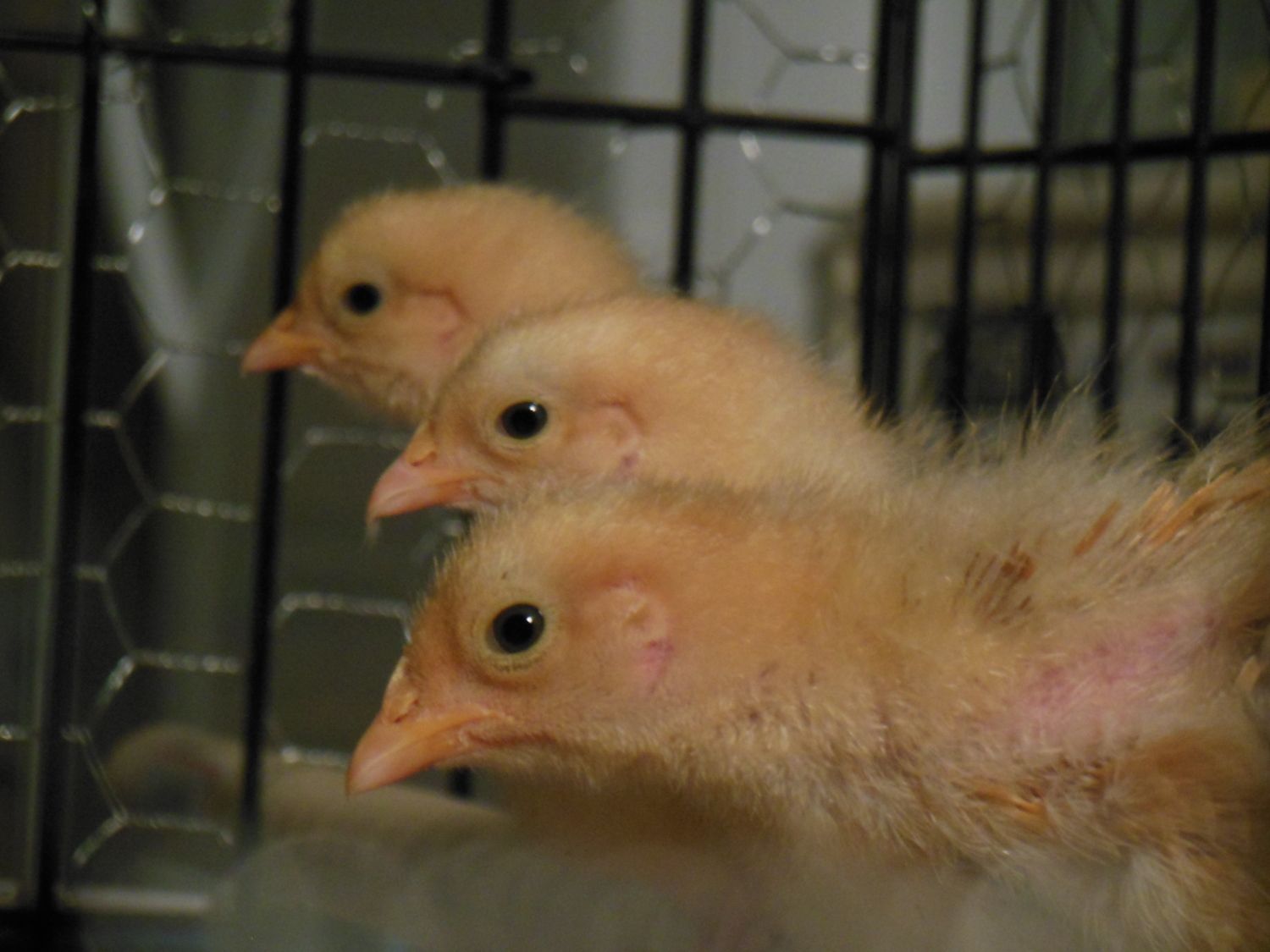 Brooders and Babies
