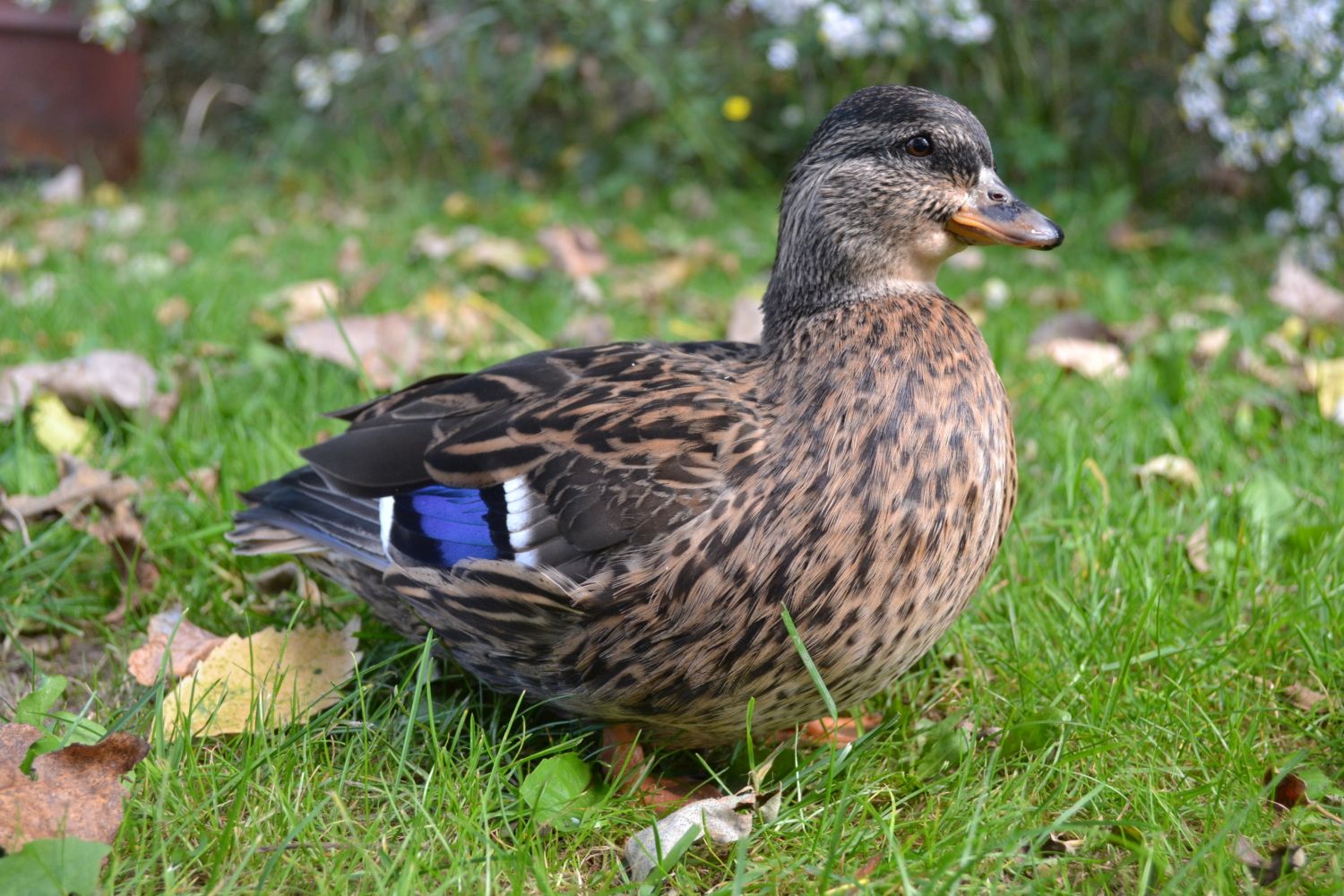 DSC_0603.JPG