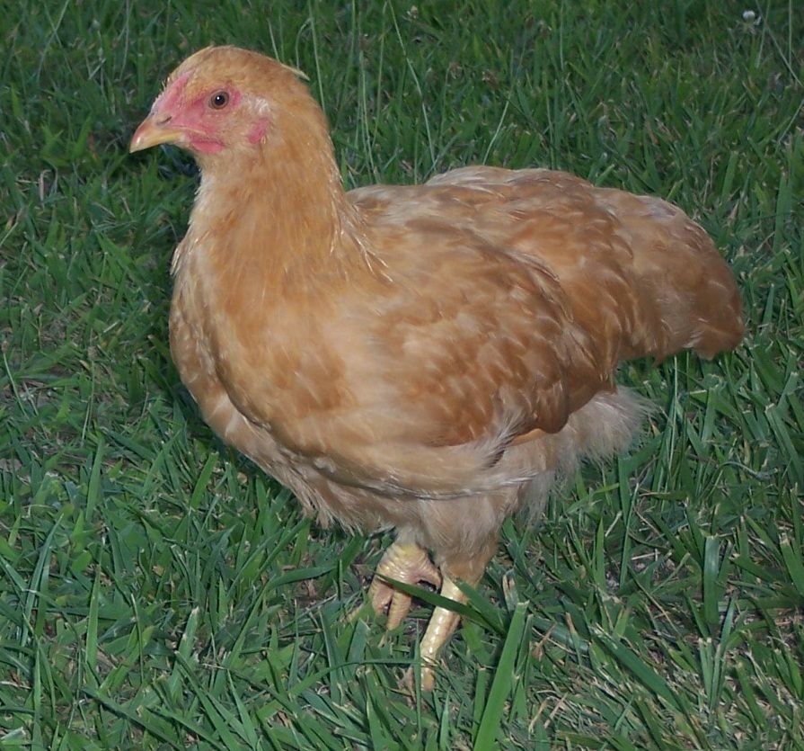 june 26 039.JPG