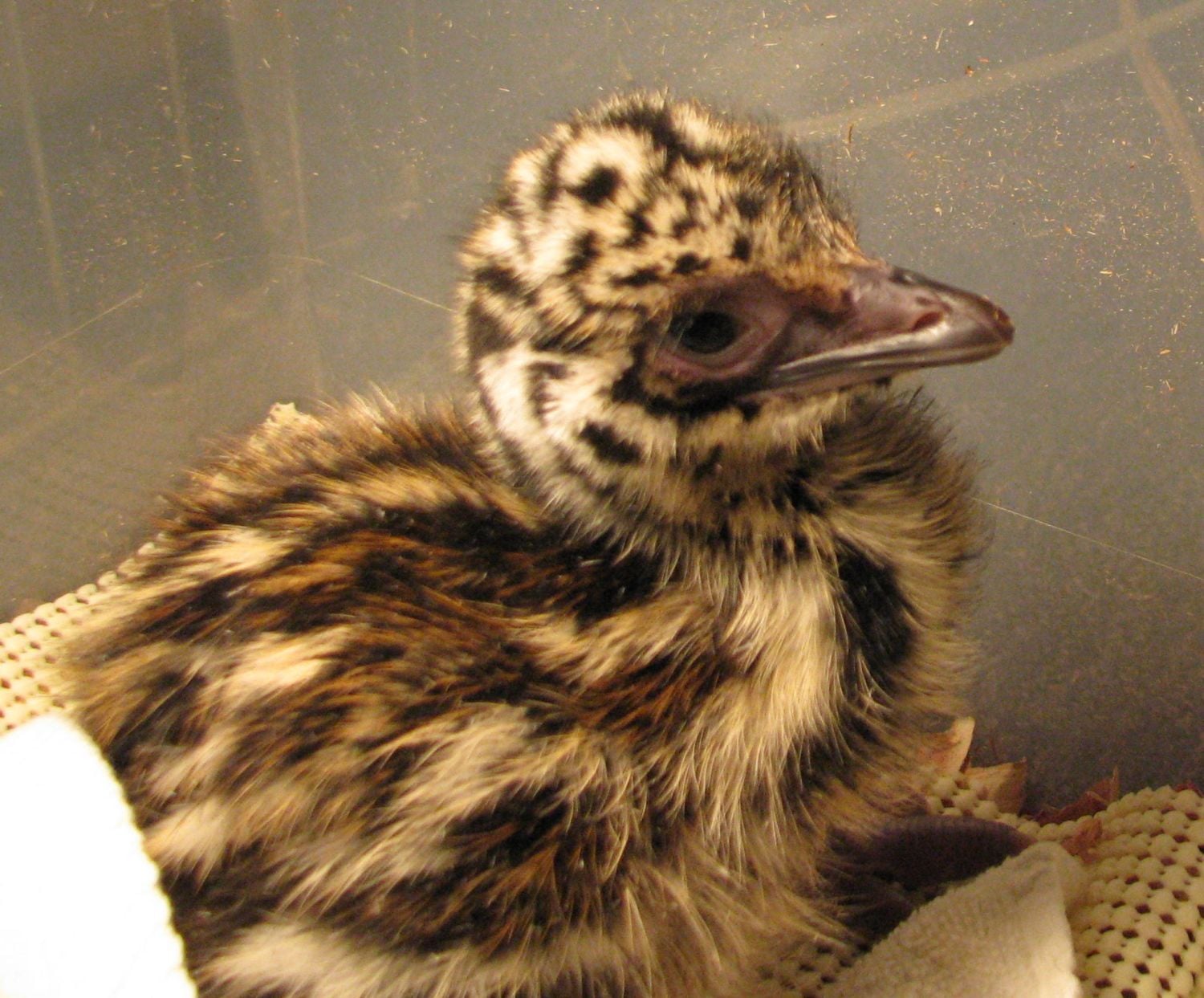 If dinosaurs were cloned and could be bought as pets, what dinosaur