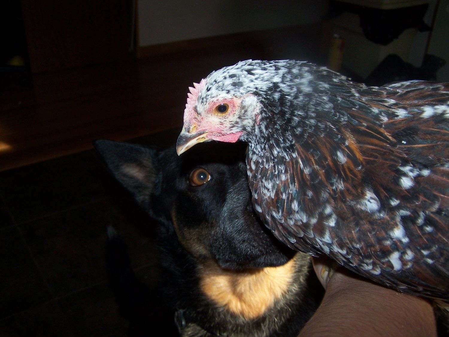 How to introduce your dog to your chickens safely