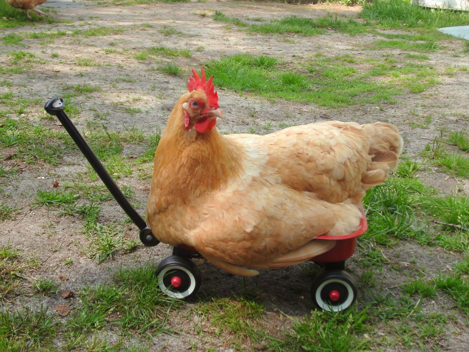 Chicken Wagon