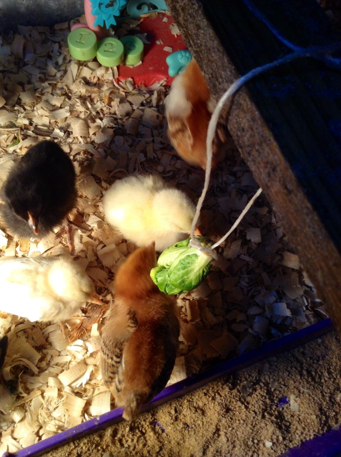 Chick toy made from Brussels sprouts?