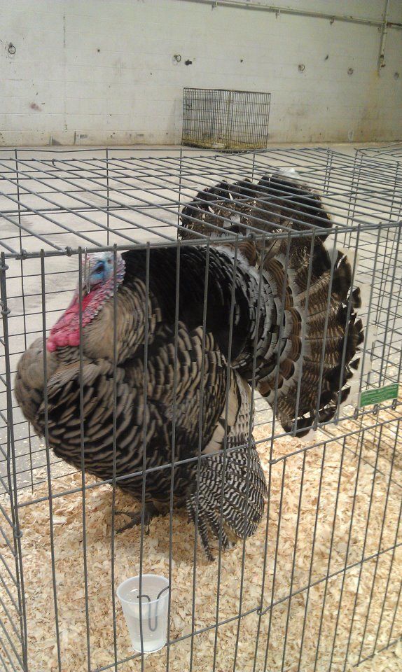 hugeturkey.jpg