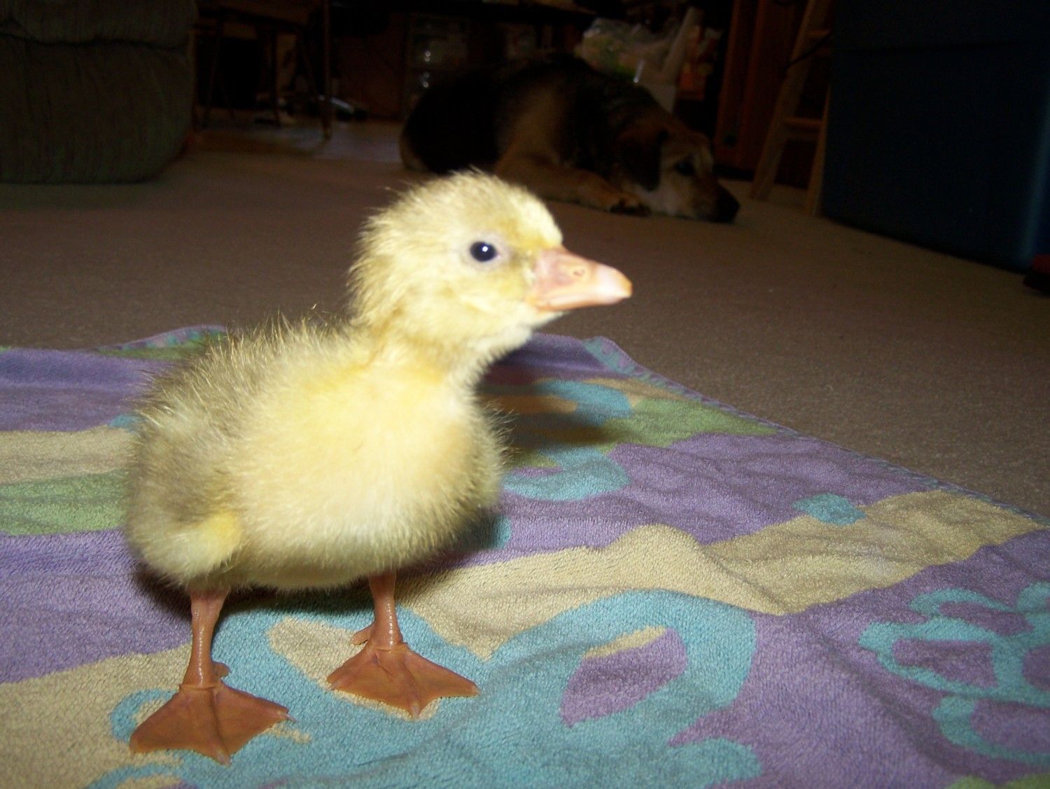 goslings 4-3-12 010.JPG