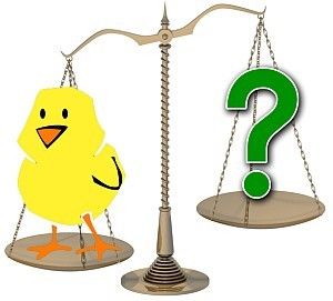The Pros and Cons of Raising Chickens