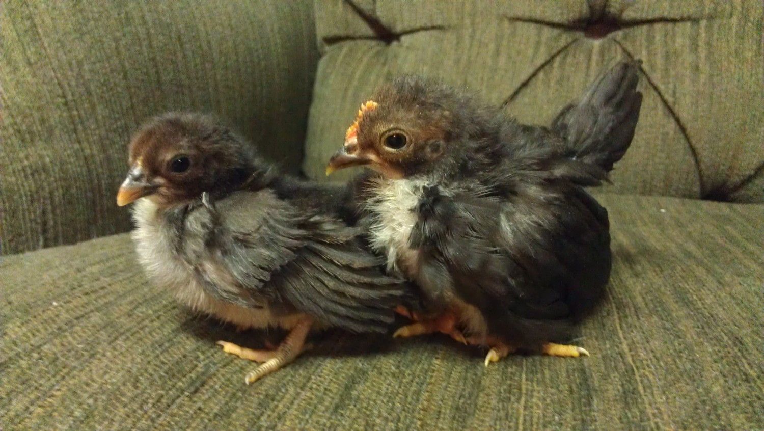 Sally Sunshine's Chickens, Swaps and Shhhtuff