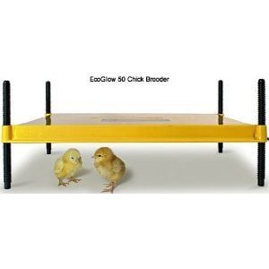 EcoGlow 50 - the Larger Chick Brooder