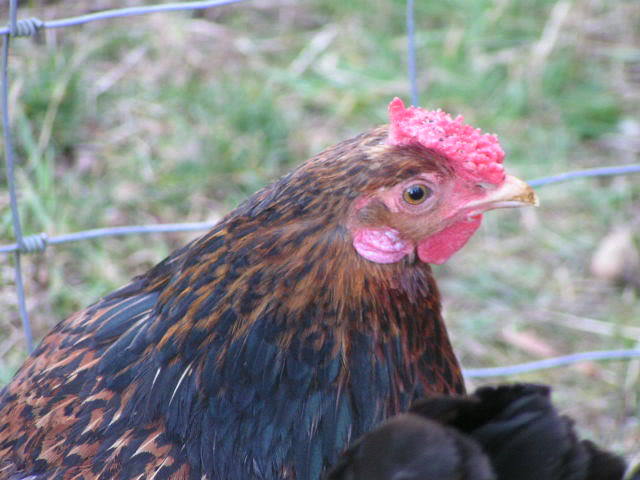 Red Cap Chicken