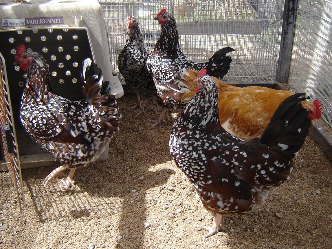 march chicks 001.JPG