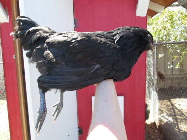 010.JPG