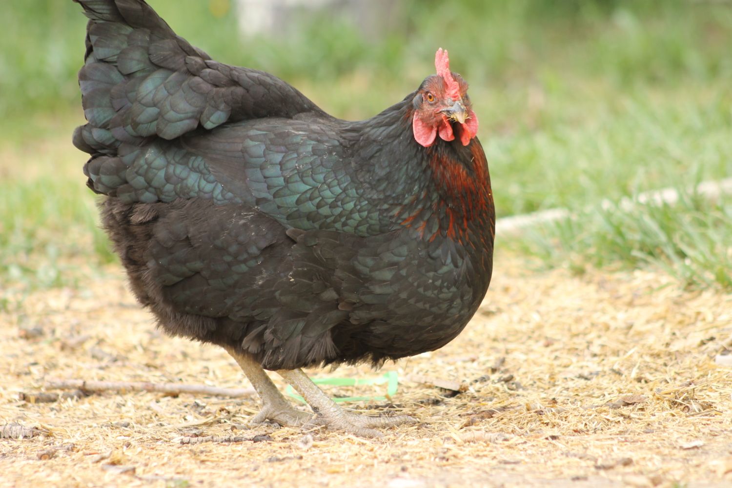 Black Sex Link Chicken