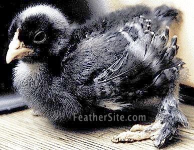 Educated guesses, as to this breed?
