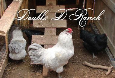 Lavender-Roo-and-pullets.jpg