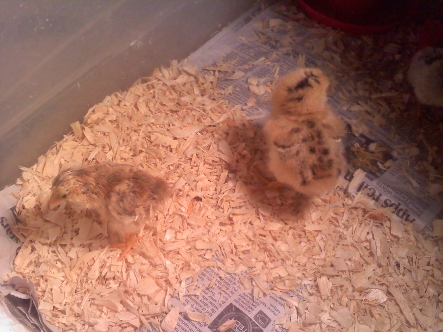 hatch 4.8.12 b.JPG