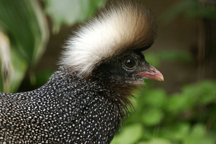 Annam Crested Argus stationary threat stance head neck .jpg