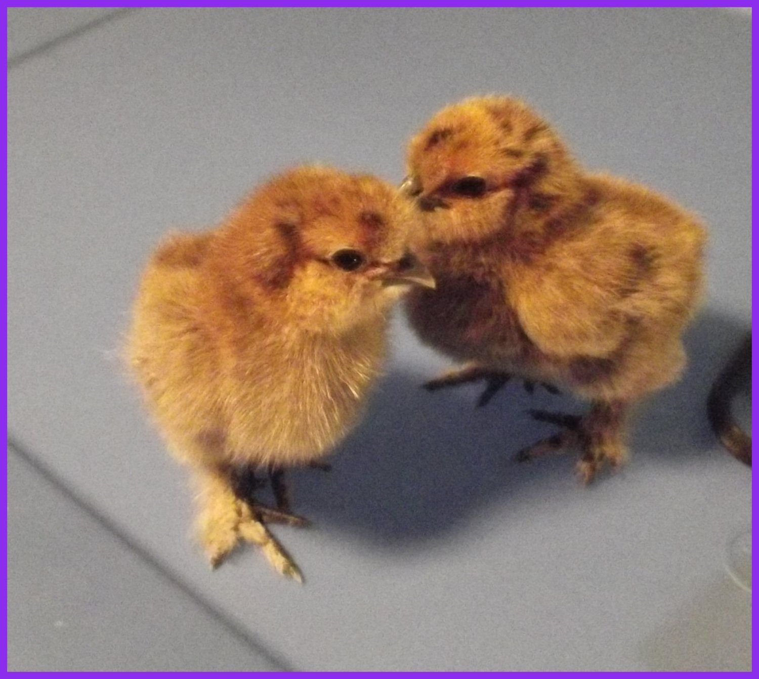 silkie - partridge 2.JPG